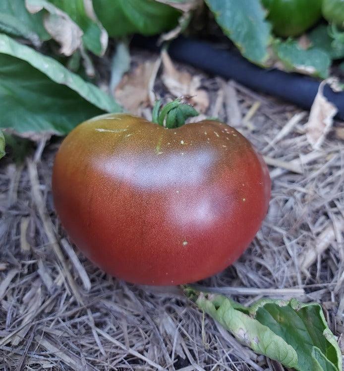 TOMATO 'Purple Cherokee' seeds - Standard packet (see description for seed quantity)