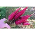CARROT 'Purple Dragon' seeds - Standard Packet (see description for seed quantity)