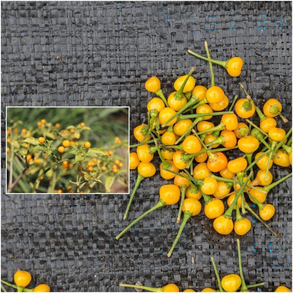 Chilli - Habanero Yellow Jelly Bean seeds