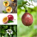 Passionfruit - Pandora seeds