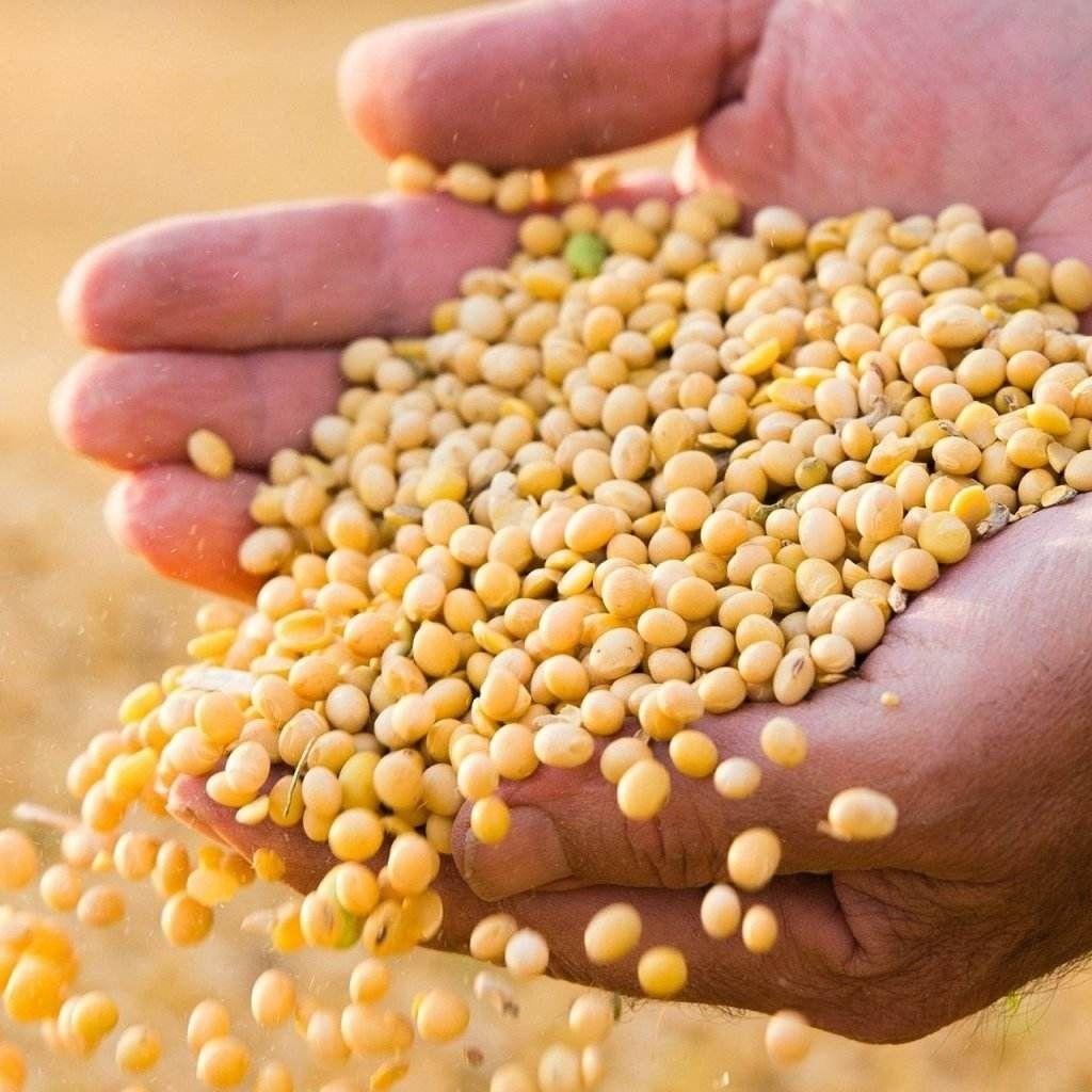 Green Manure - Soybean seeds