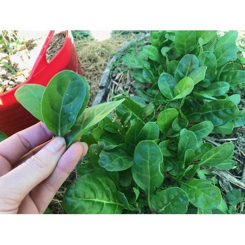SPINACH 'Barese' / Silverbeet / Chard seeds - Standard Packet - 50+ seeds