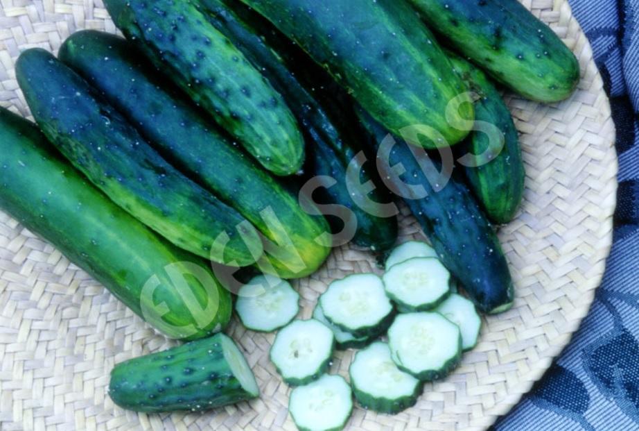 Eden Seeds Select Organic Cucumber Marketmore