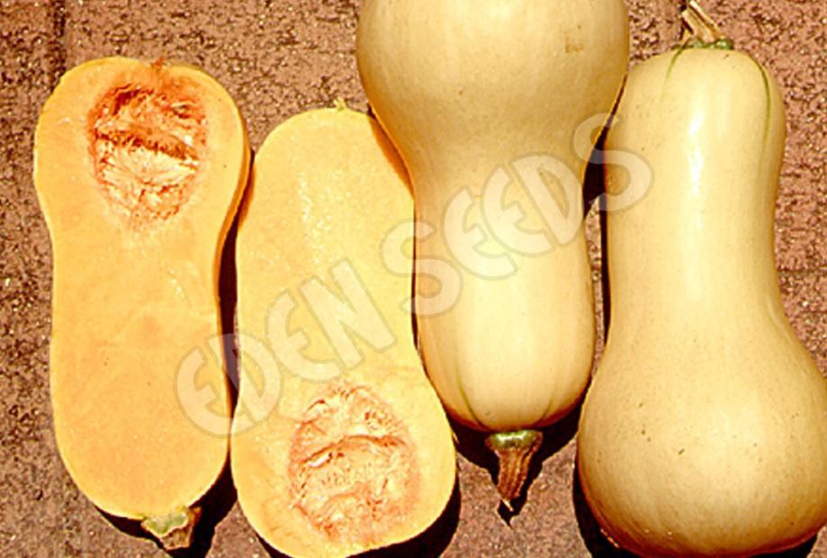 Eden Seeds Select Organic Pumpkin Waltham Butternut