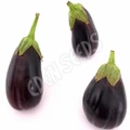 Eden Seeds Select Organic Eggplant Black Beauty