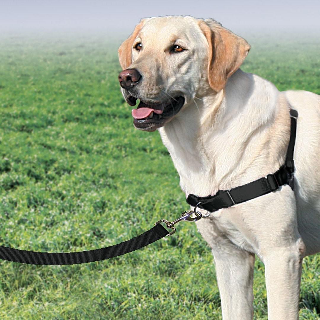 Petsafe Easy Walk Harness with Front Attachment Lead [Size: Medium]