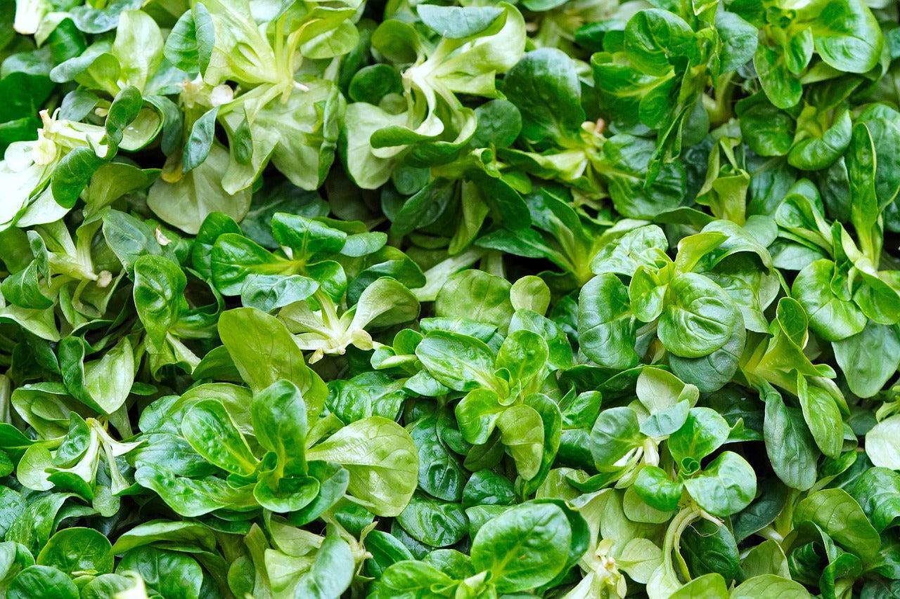 CORN SALAD / LAMBS LETTUCE seeds - Standard Packet (see description for seed quantity)