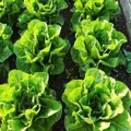 LETTUCE 'Little Gem' / Mini Cos / Baby Cos seeds - Standard Packet (see description for seed quantity)