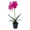 Rogue Phalaenopsis Plant-Garden Pot Handcrafted Artificial Faux Flower Plant Home Decor Dark Pink/Black