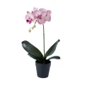 Rogue Phalaenopsis Plant-Garden Pot Handcrafted Artificial Faux Flower Plant Home Decor Purple/Black
