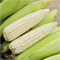 Corn - Maize Silvermine seeds