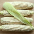 Corn - Maize Macleay Valley White seeds