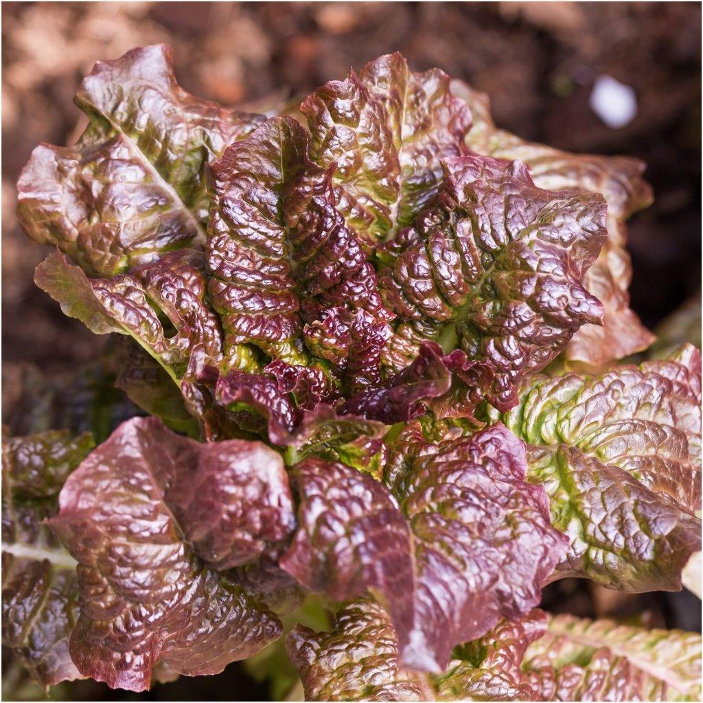 Lettuce - Marvel of Four Seasons seeds