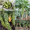 Brussels Sprouts - Long Island Improved seeds