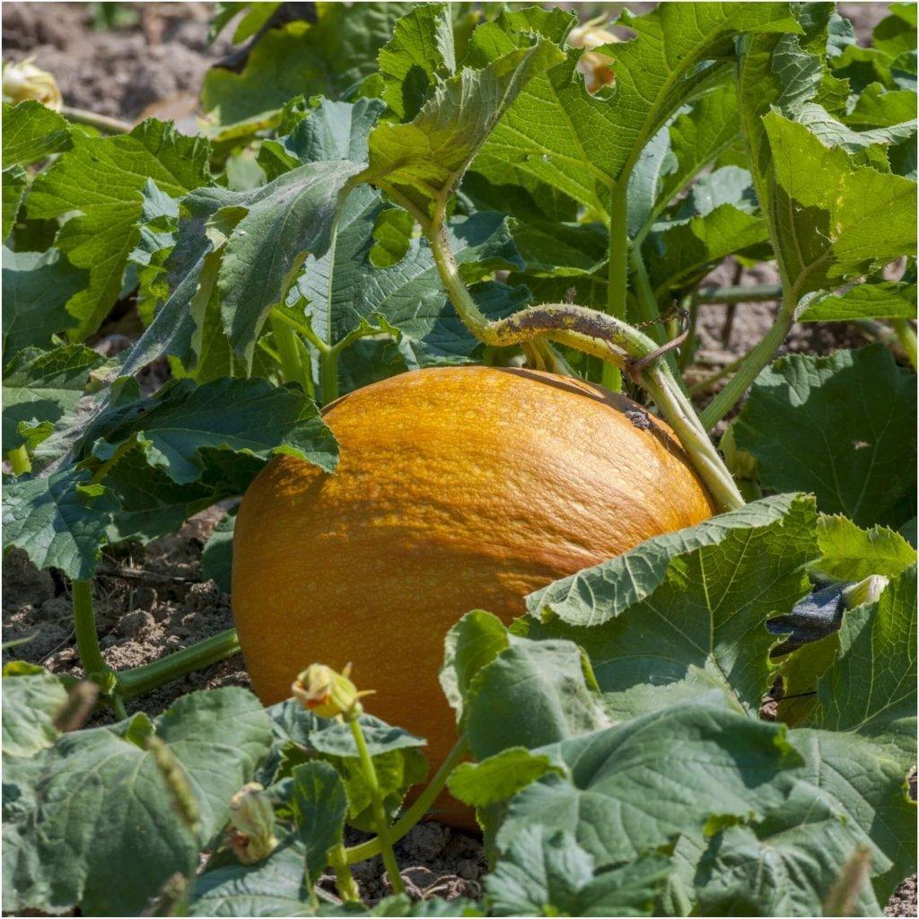 Pumpkin - Big Max seeds