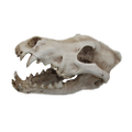 URS Wolf Skull 240x130x130 (O.SWSK)