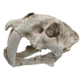 URS Sabre Tooth Skull 340x190x200 (O.SSTSK)