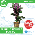 Pisces Live Plant Purple Temple 5cm Pot (110396)