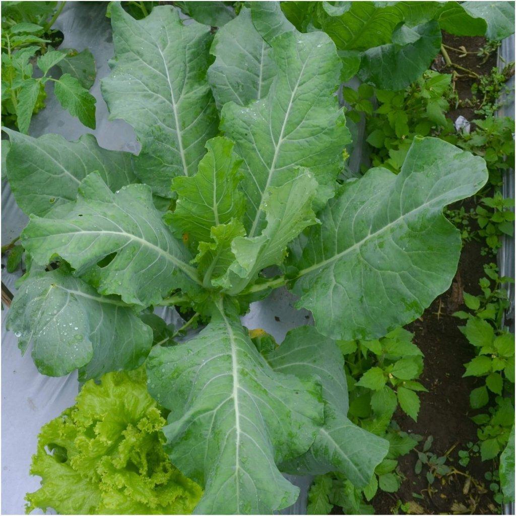Cabbage - Ethiopian seeds