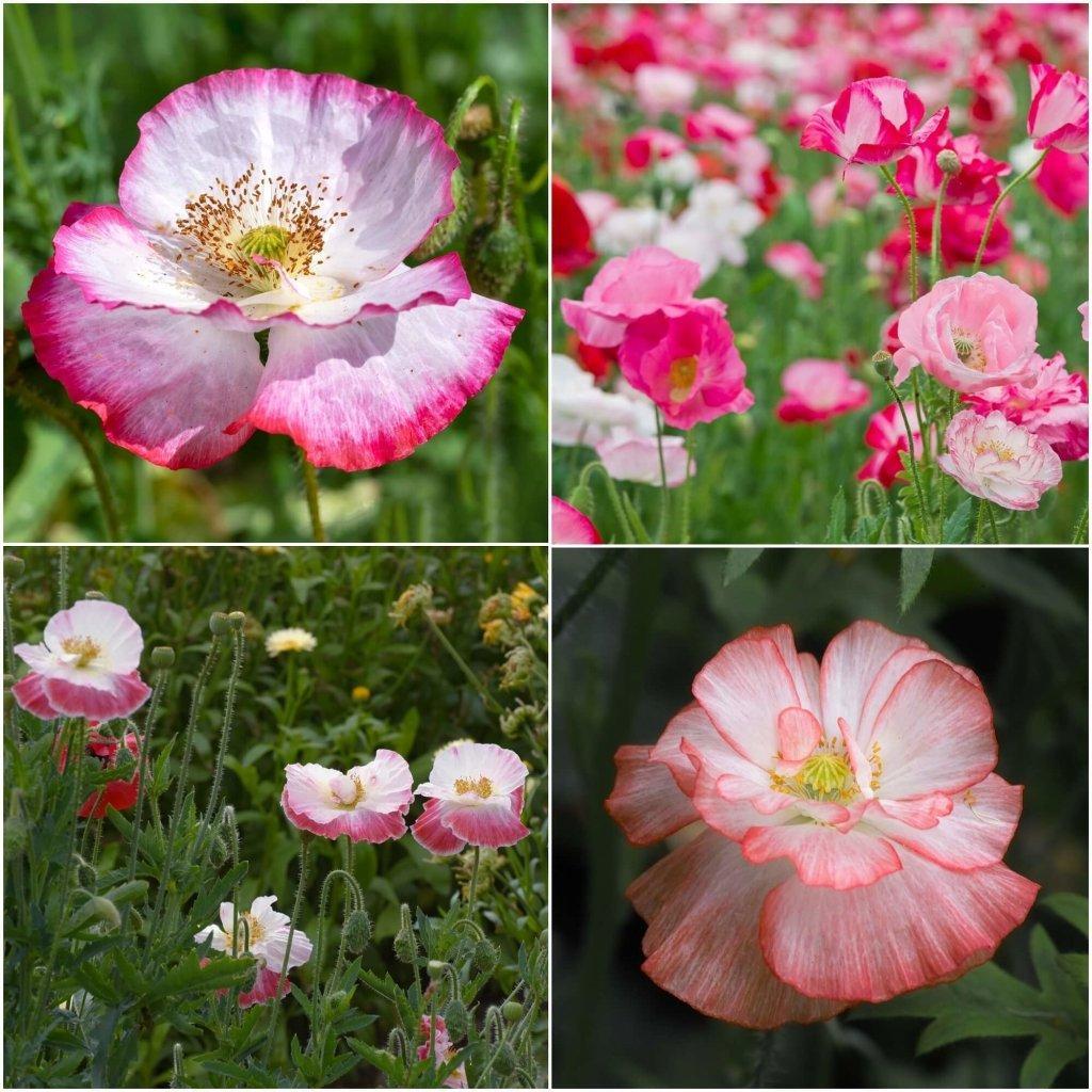 Poppy - Shirley Double Flower Mix seeds