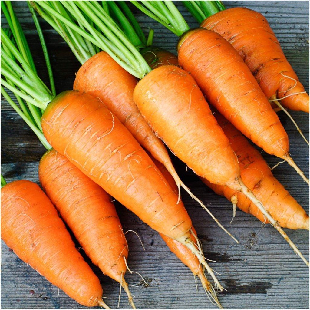 Carrot - Red Kuroda seeds