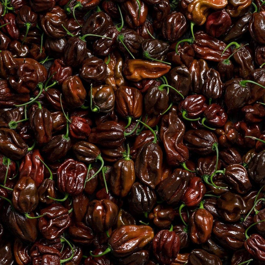 Chilli - Habanero Chocolate seeds