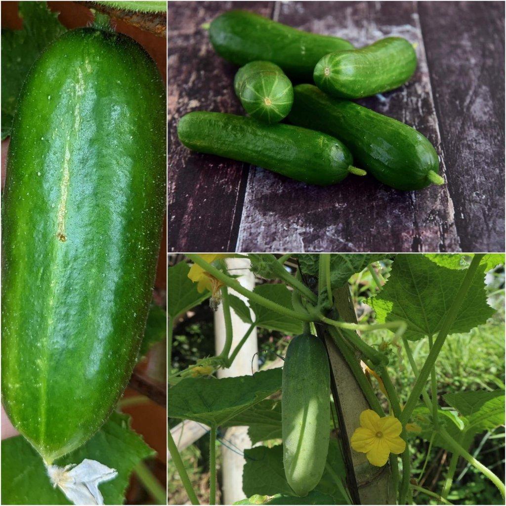 Cucumber - Beit Alpha (Lebanese) seeds