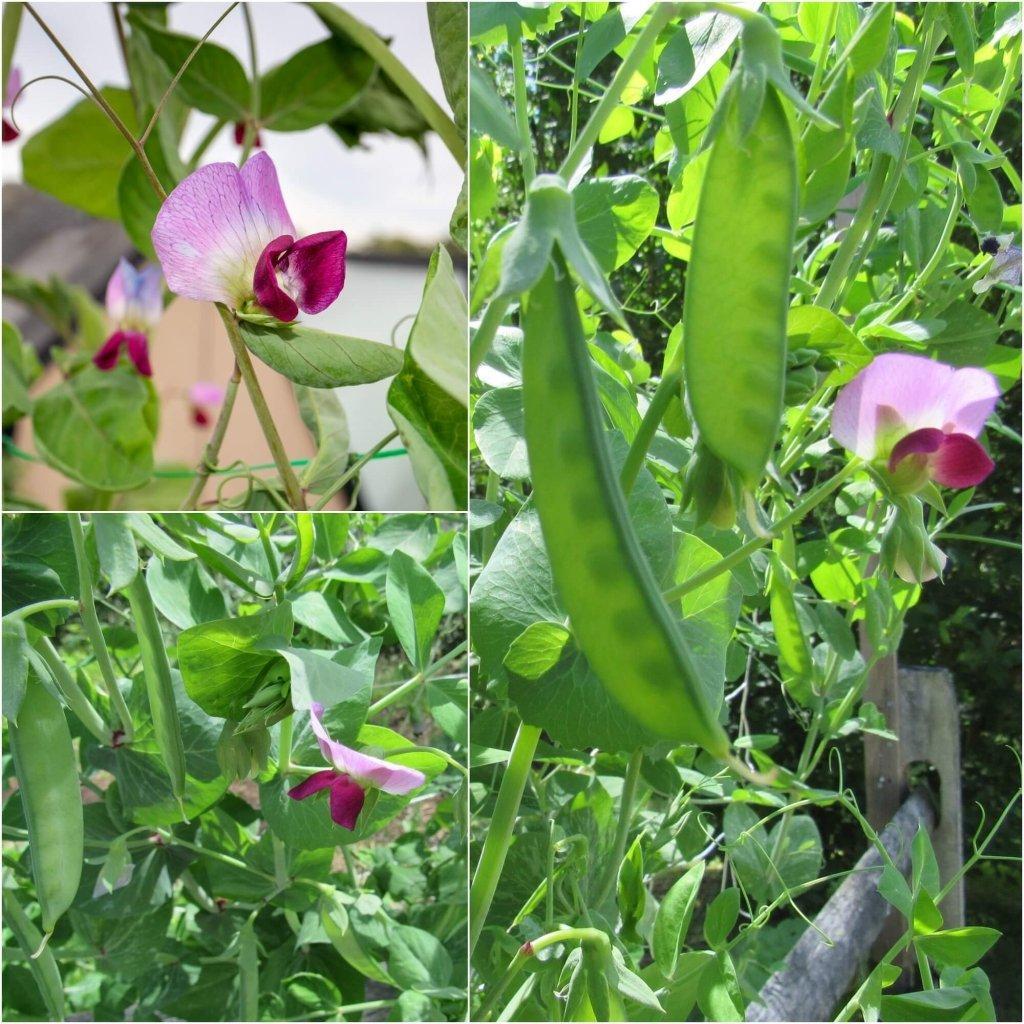 Pea (Snowpea) - Purple Flowered seeds