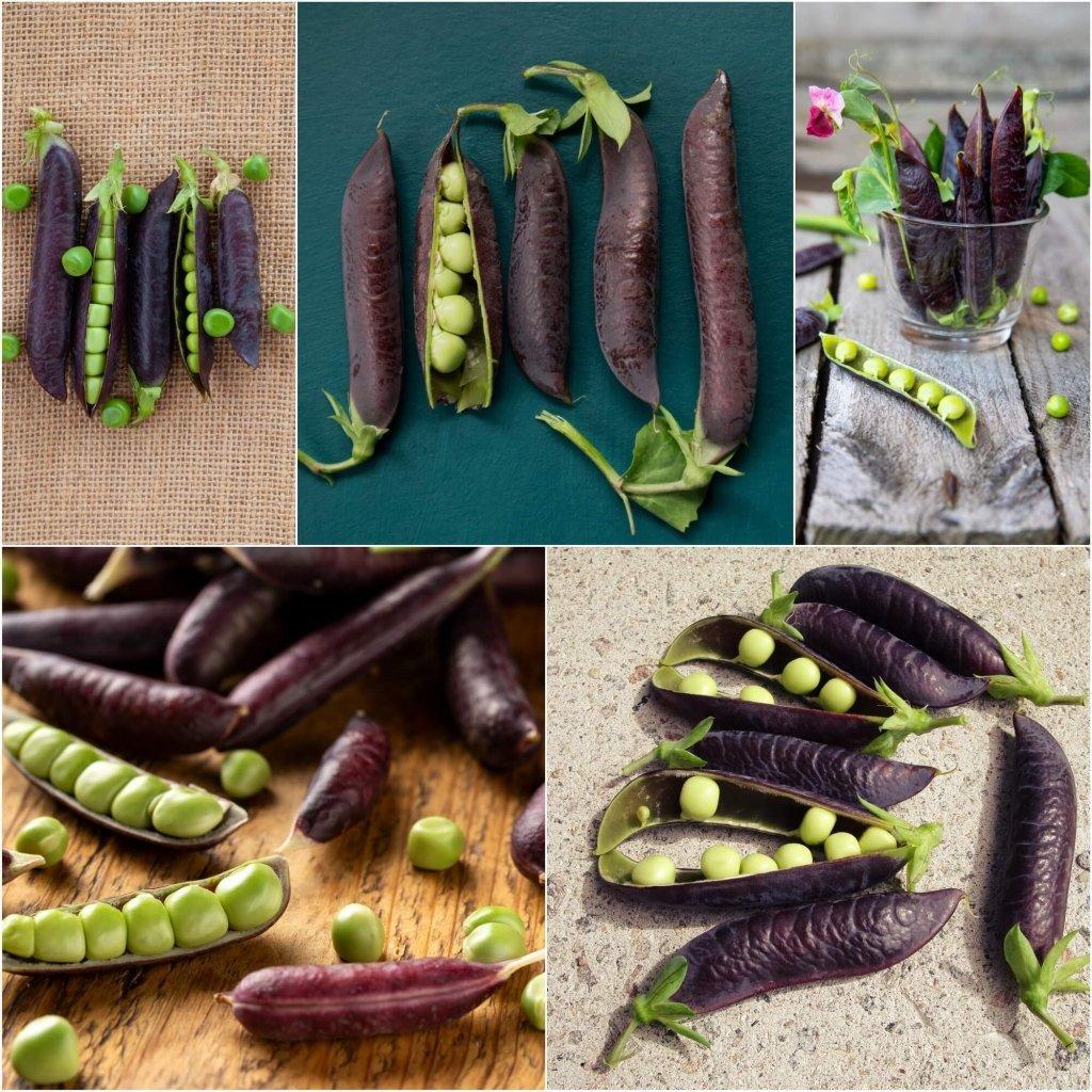 Pea (Shelling) - Purple Podded seeds
