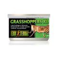 Exo Terra Canned Grasshoppers XL 34g Reptile Lizard Food (PT1952)