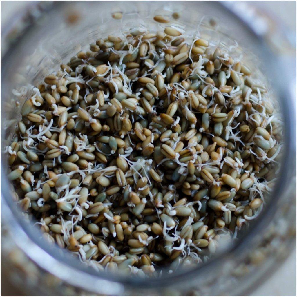 Rye Grain (Microgreens) Seeds