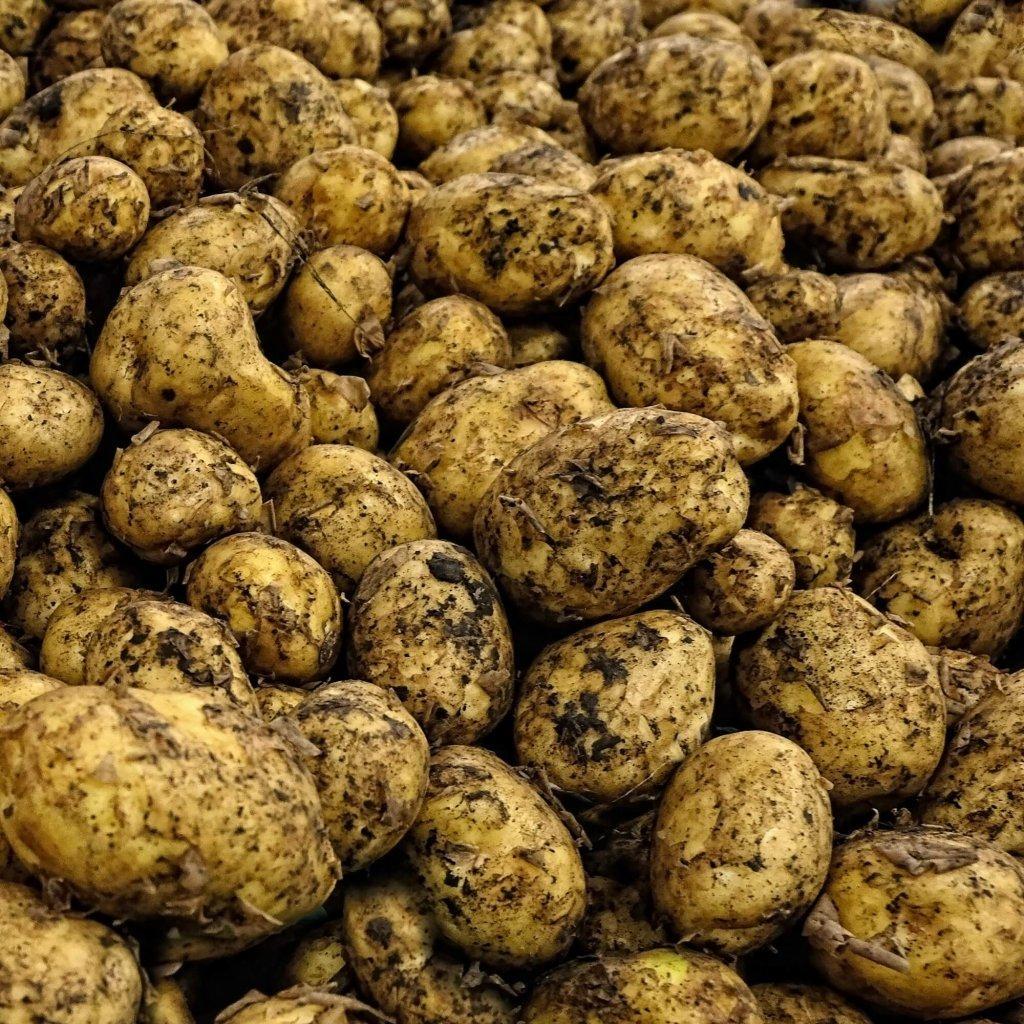 Seed Potato - Bismark