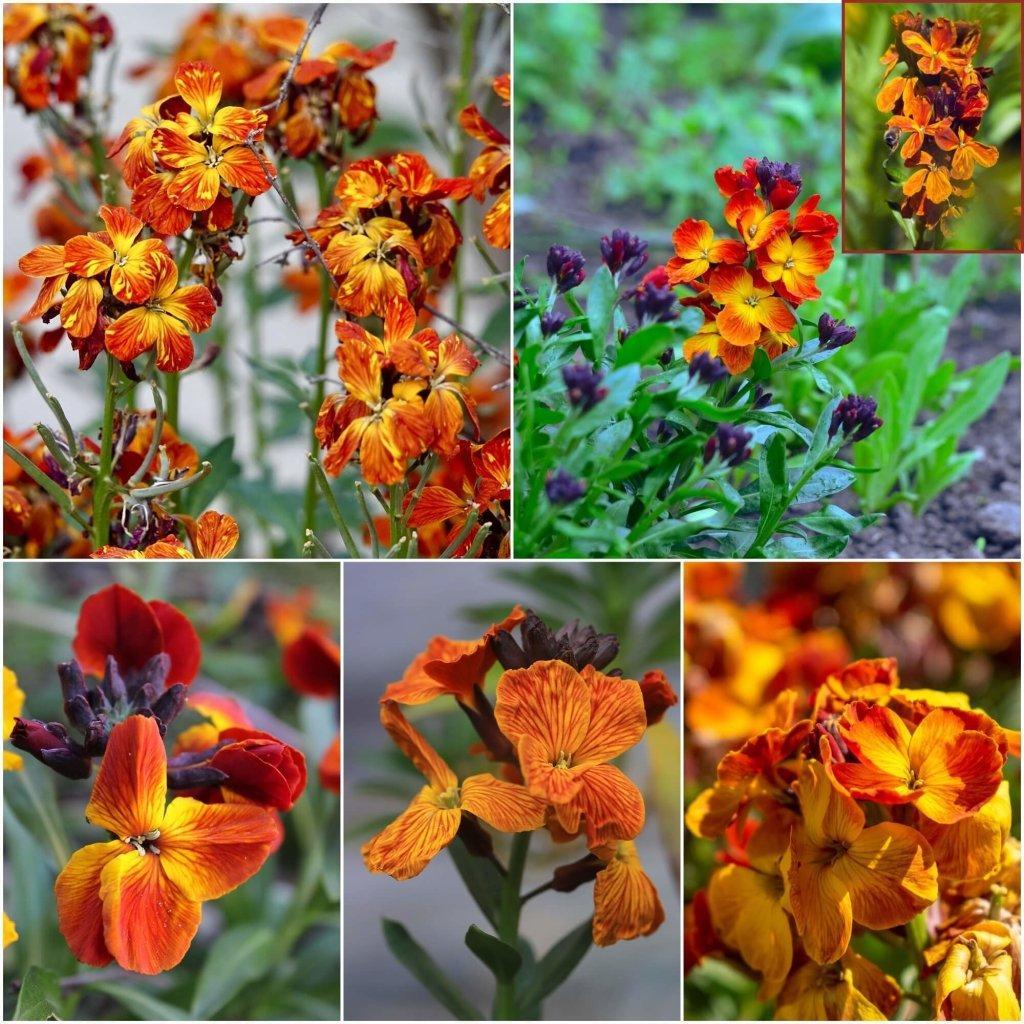 Wallflower - Fire King - Orange-Red seeds