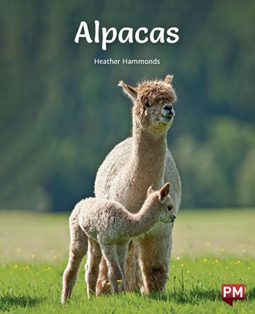 Alpacas